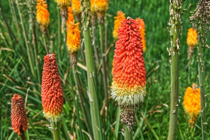 Kniphofia torch lilies in a field