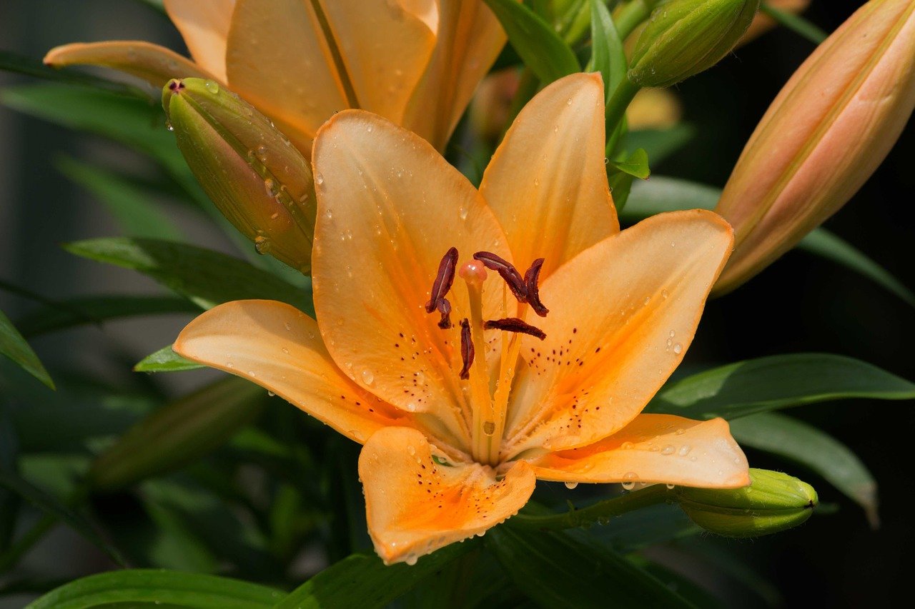 daylilies for rain garden