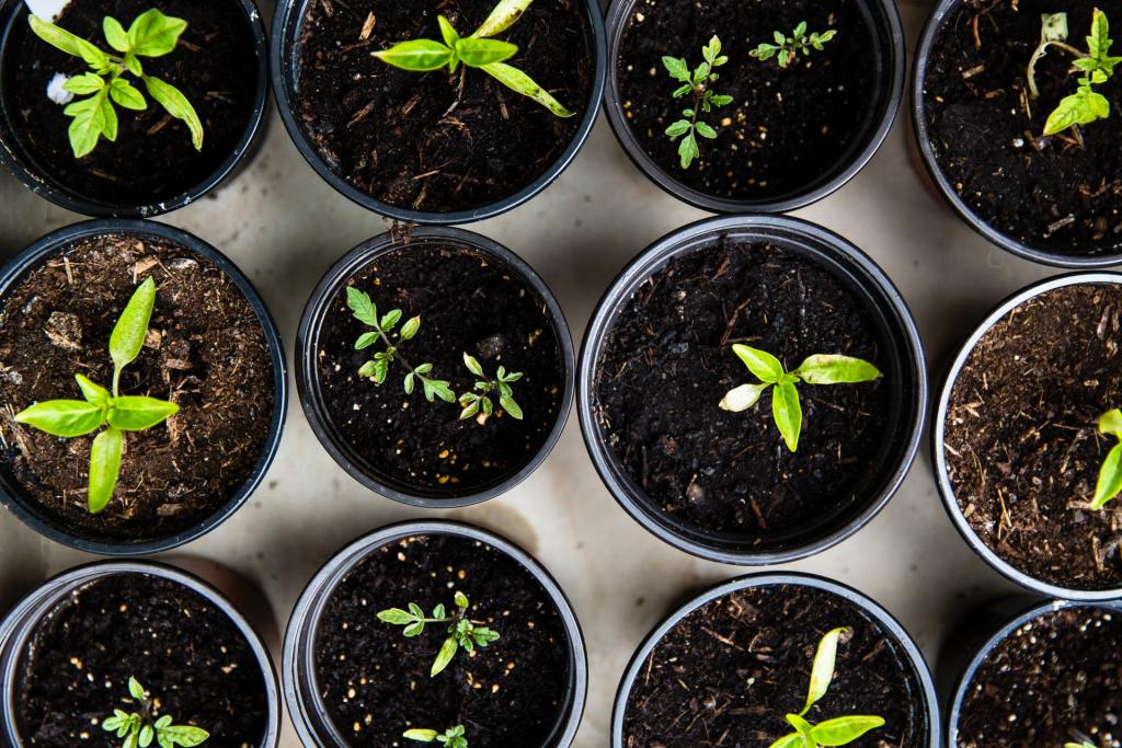 seeds started in cups