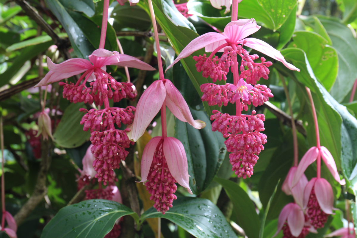 Pink medinilla blooms