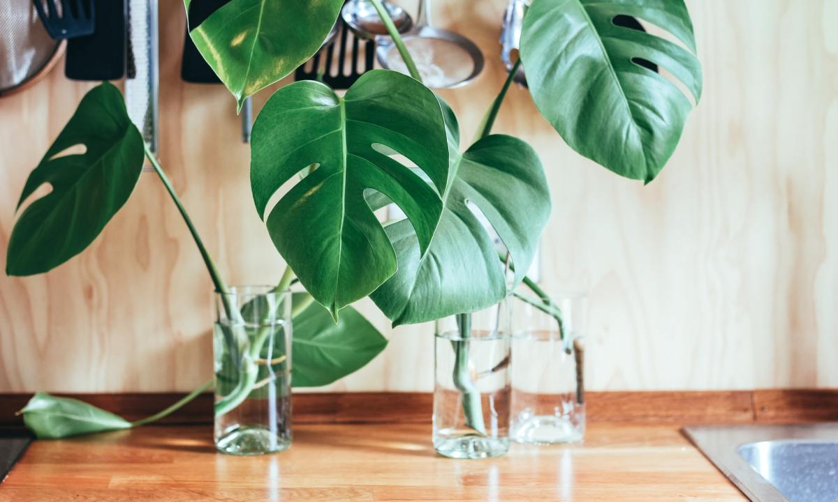 Monstera plant