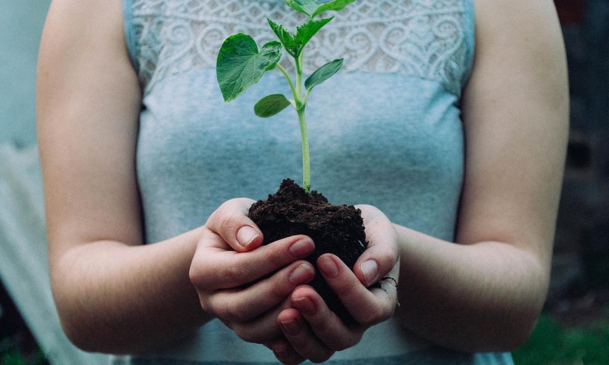 A person holding a seedling and soil in cupped hands