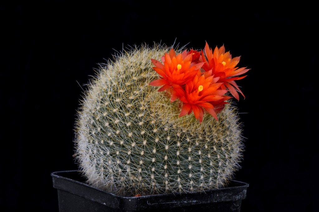 A small round cactus with orange flowers