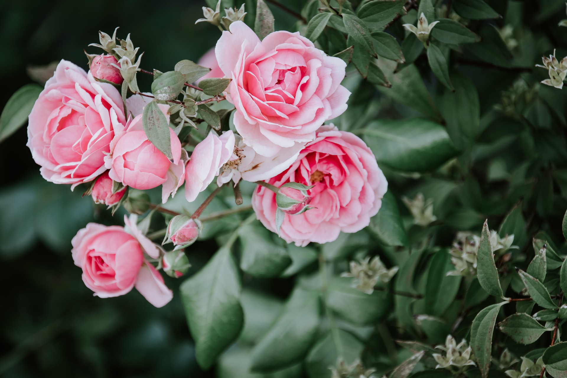 List of 9 Don juan climbing rose home depot 2 5 easy-to-grow, beautiful climbing roses that will impress your neighbors