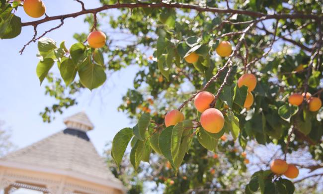 Peach tree