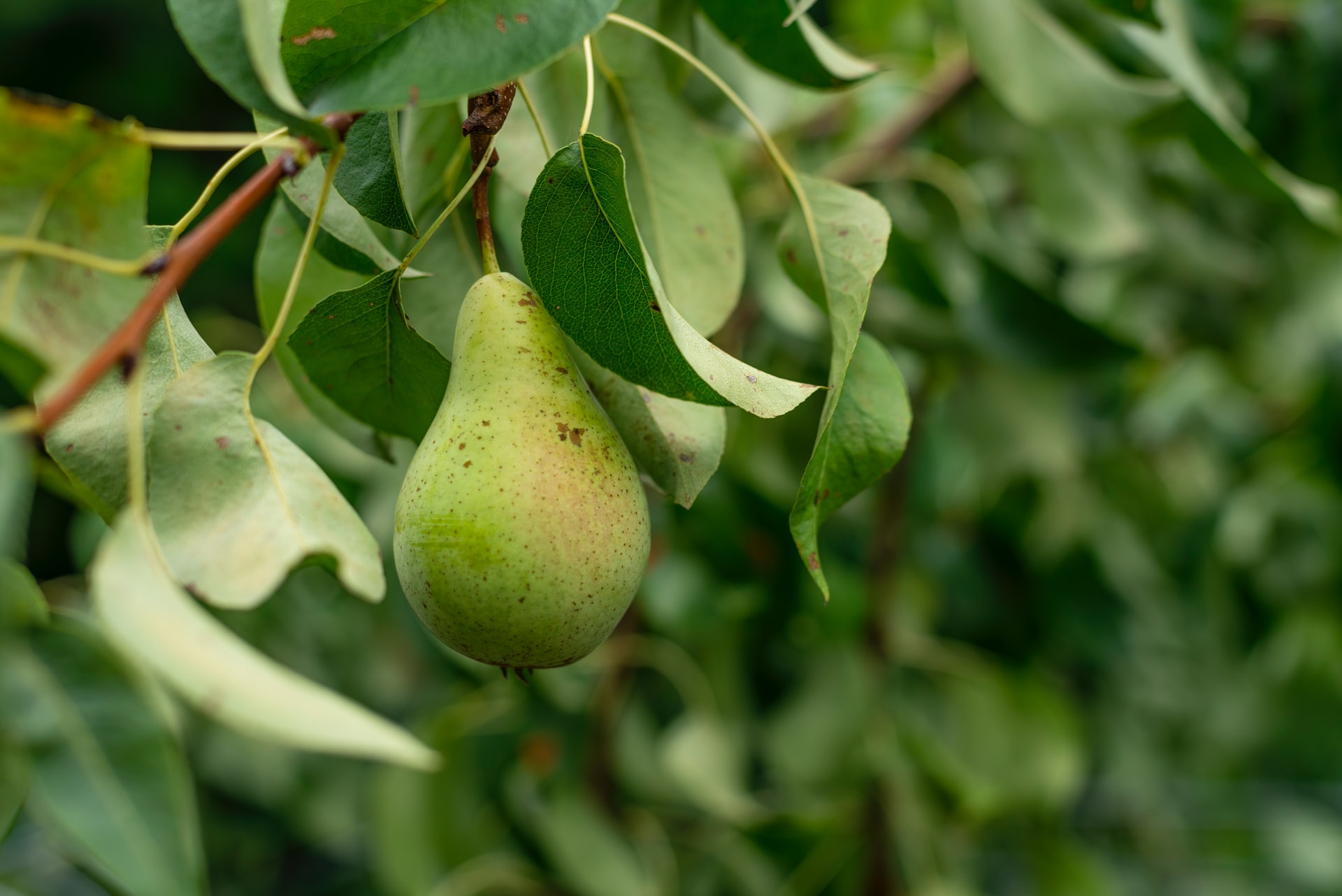 Top 21 How to know if a pear is ripe 4 When do pears come in season? What you need to know