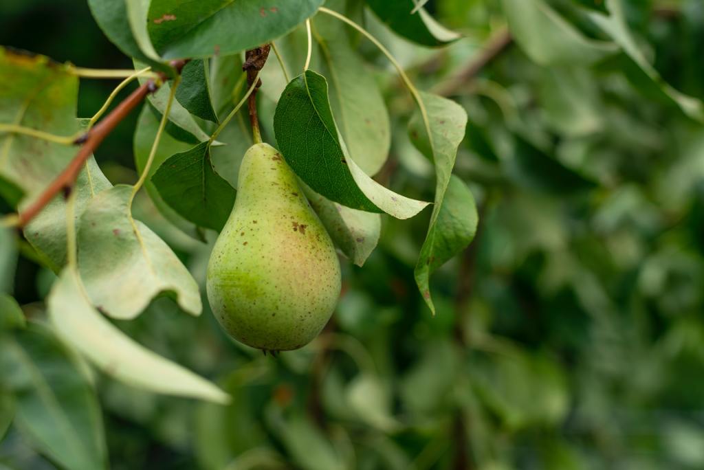Pear on tree branch