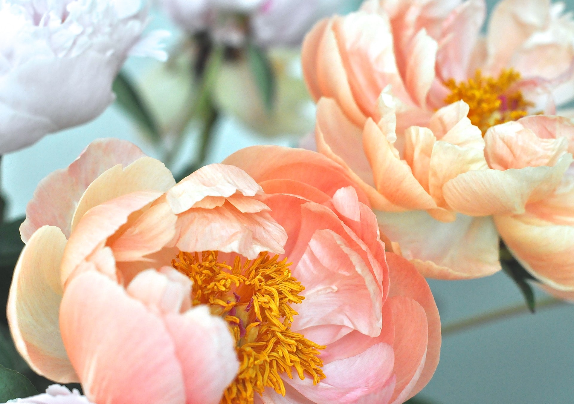 Peony flowers