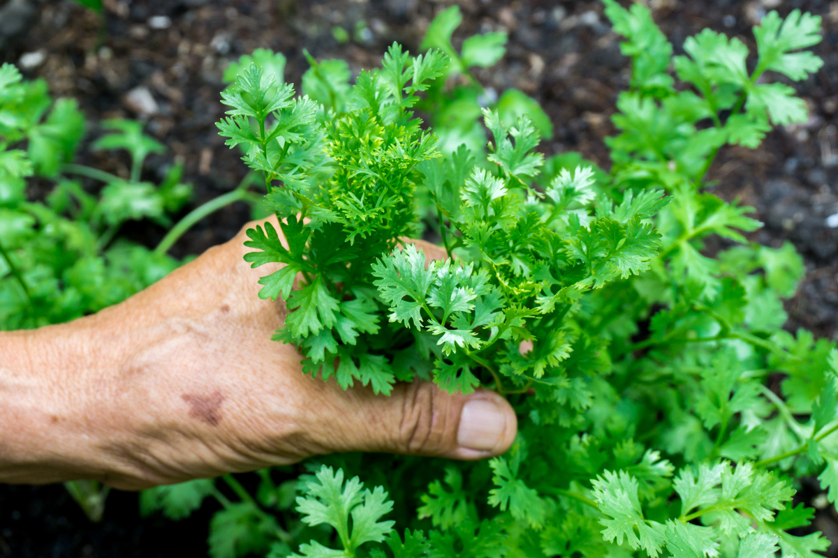 A person holding an herb plant