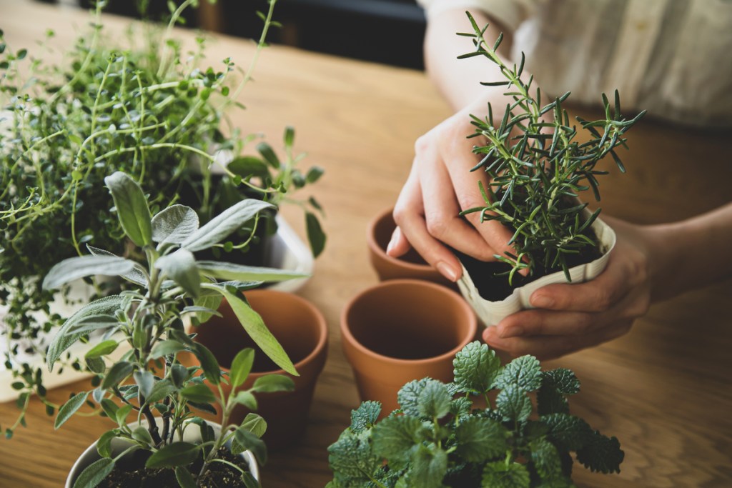 A person repotting herbs