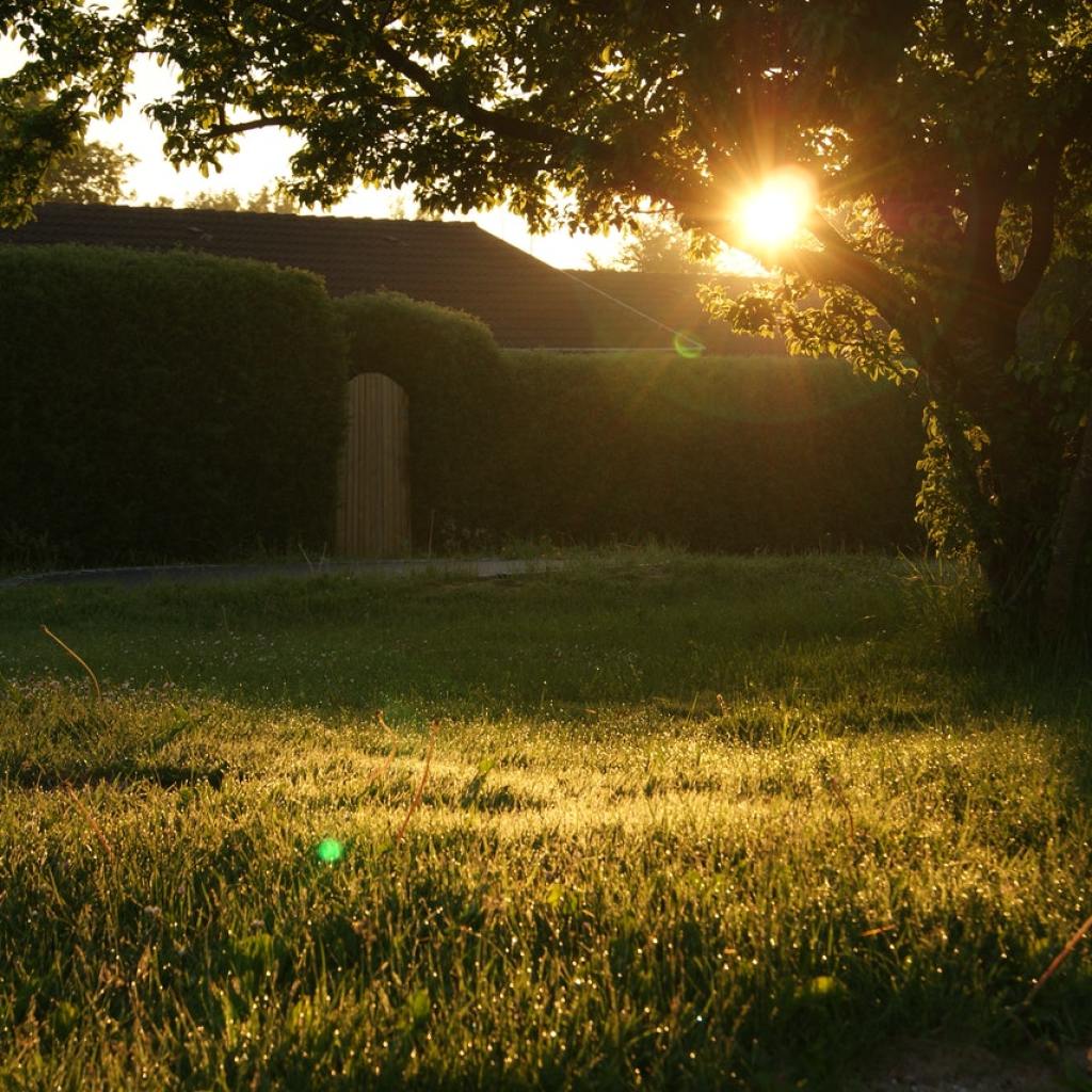 backyard rain garden