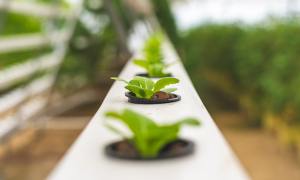 aquaponics