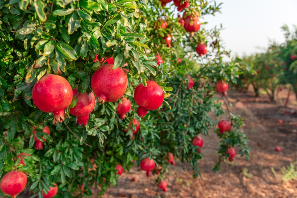 A fruit-bearing pomegranate tree