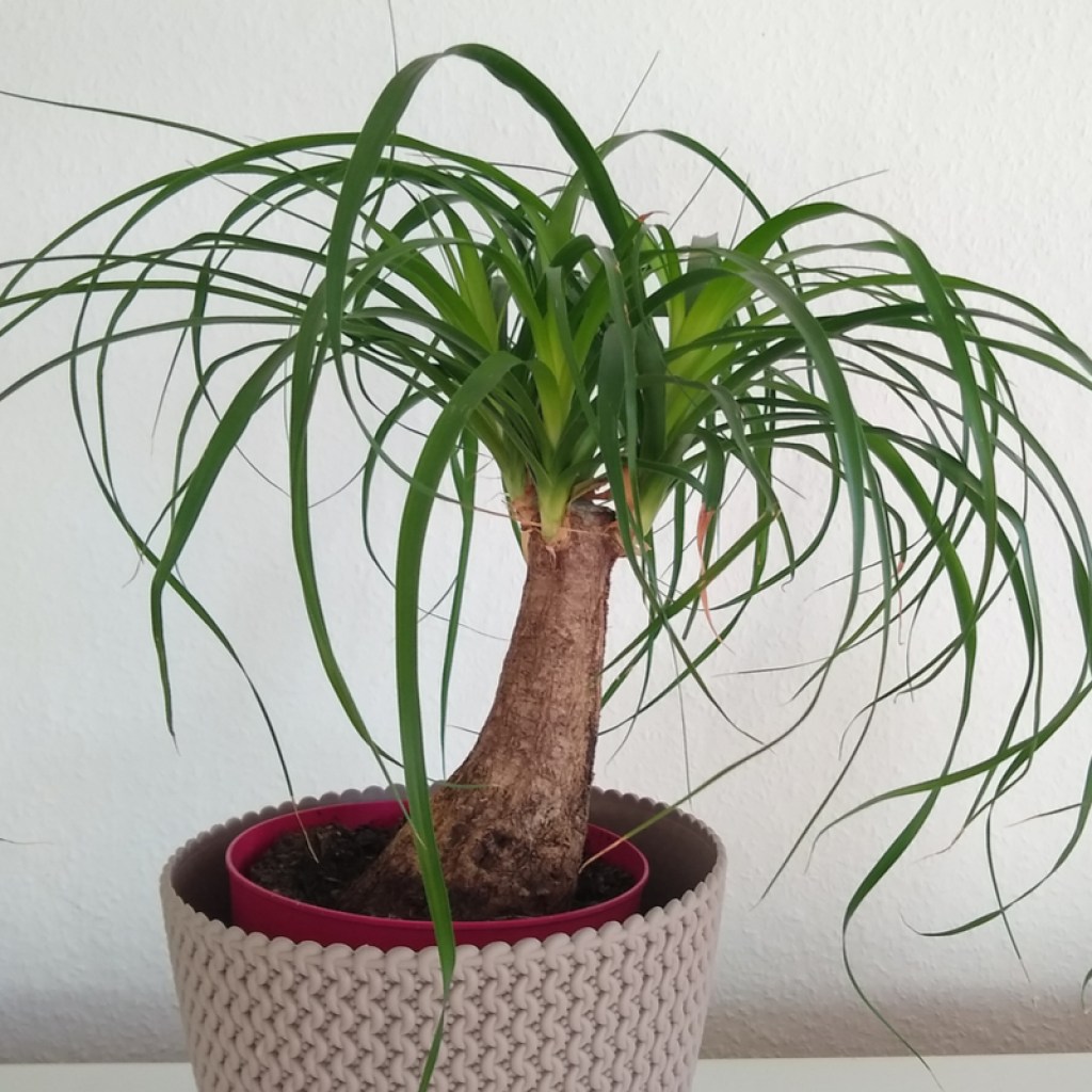 A ponytail palm in a red white pot