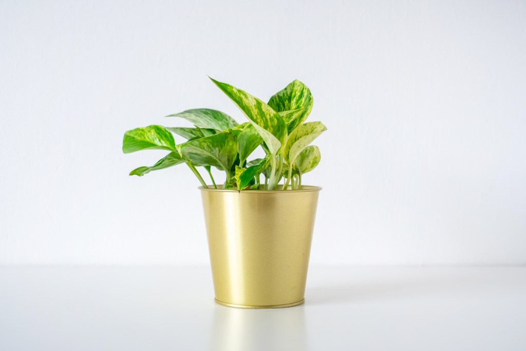 Pothos in gold pot