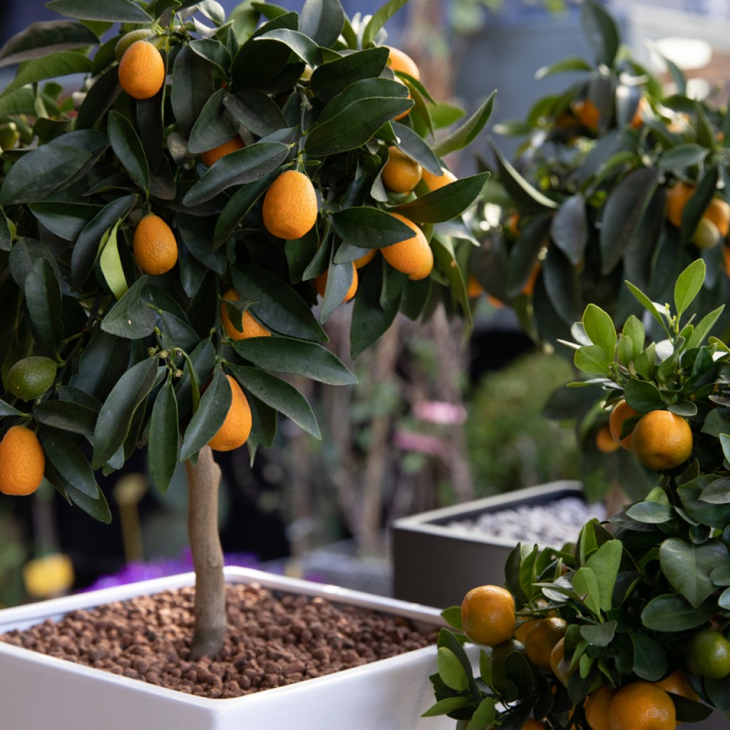Three small kumquat trees with fruit, in small, square, white pots