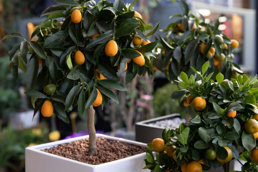 3 kumquat trees in white pots