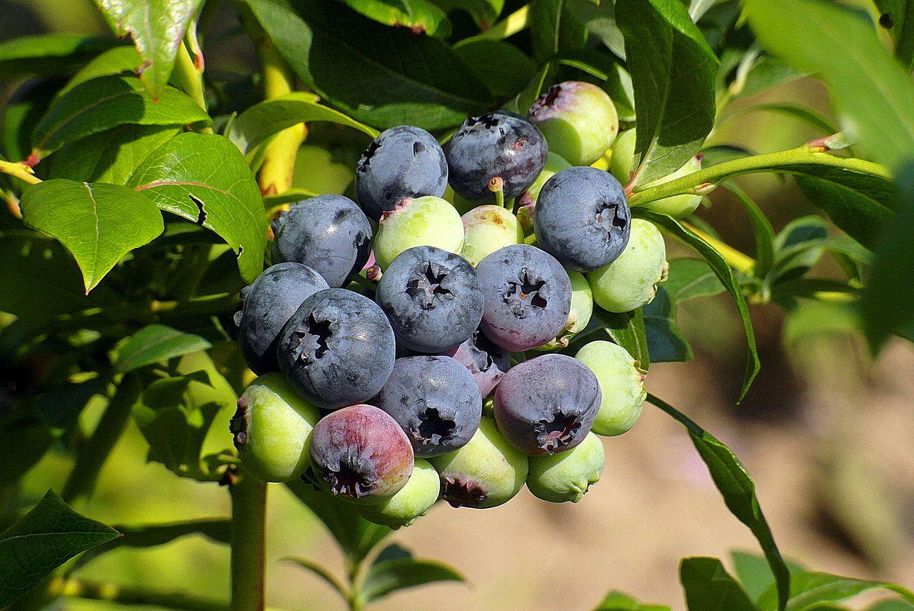 Blueberries on a bush