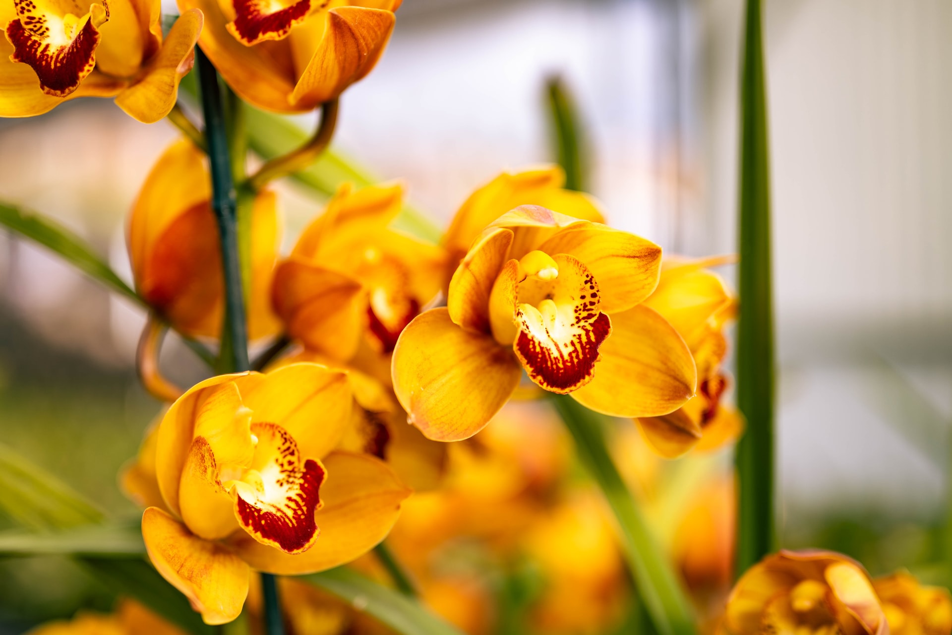 orange orchid