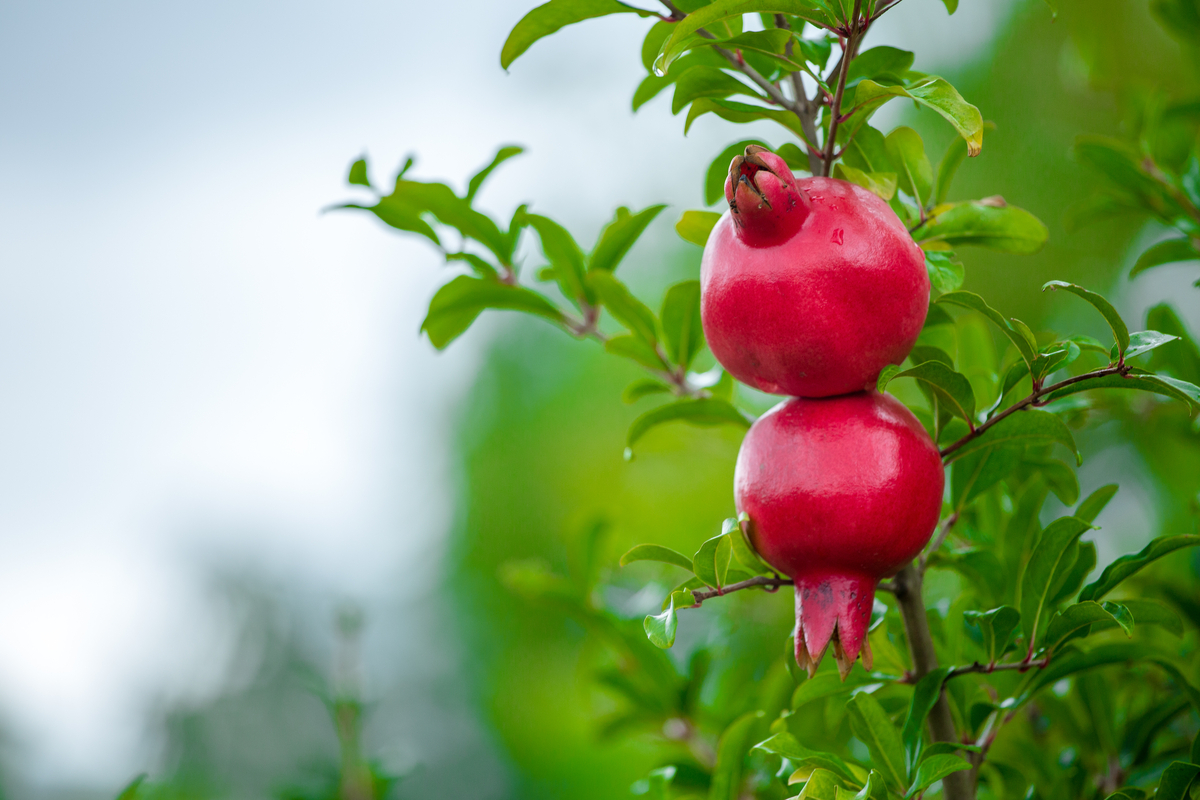  How to grow pomegranates in a container at home