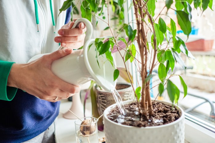 Person watering a plant using a white jug