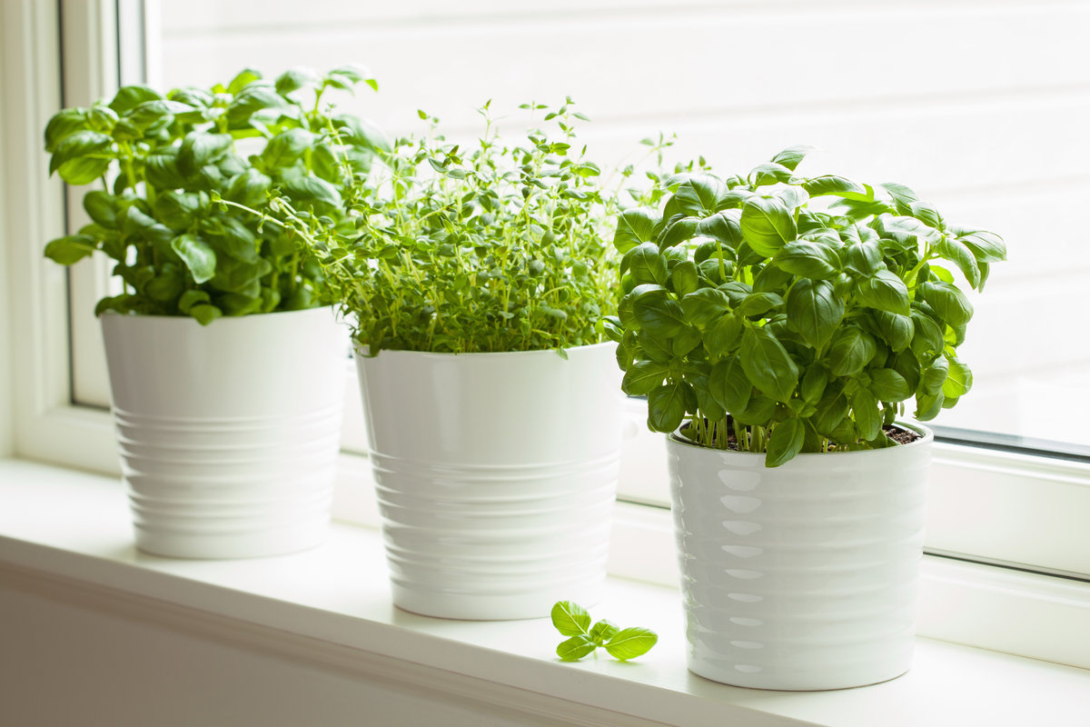 Herbs in white pots on a windowsill