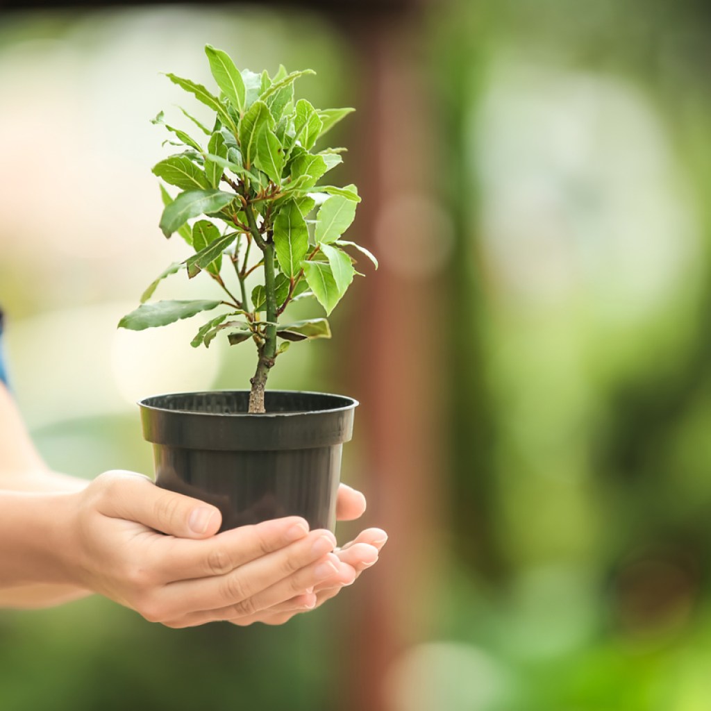A woman holding a small bay tree in a plastic pot