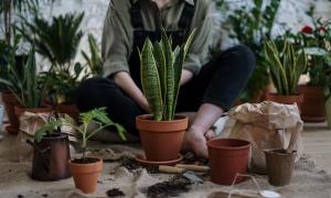 Gardener adding soil to potted plants