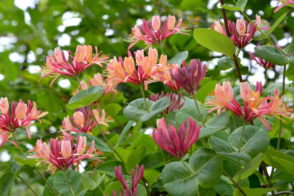 American honeysuckle with light pink and purple flowers