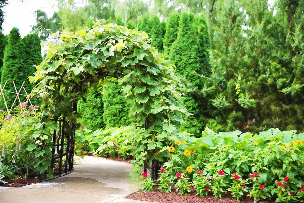 An archway trellis overgrown with many vines