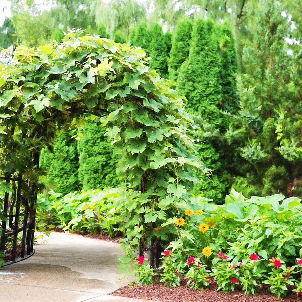 An archway trellis overgrown with many vines