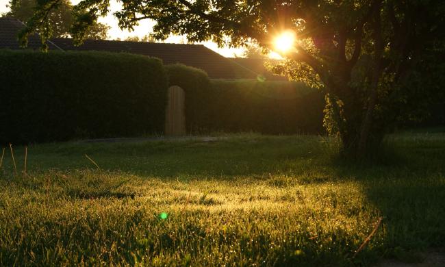 Green Grass Field