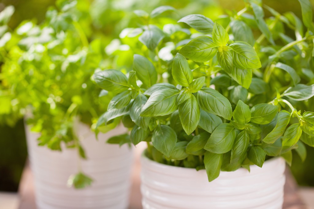 Basil potted plant