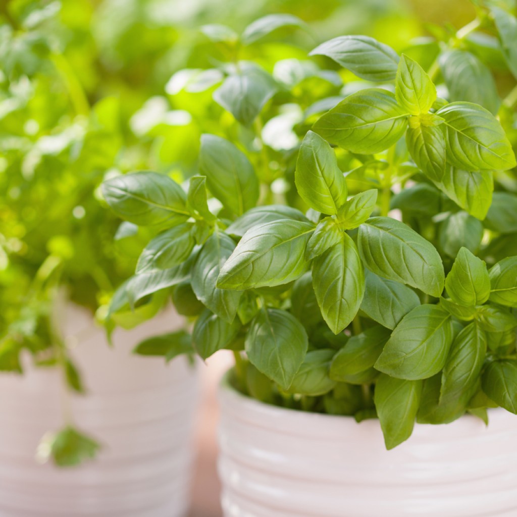 Basil potted plant