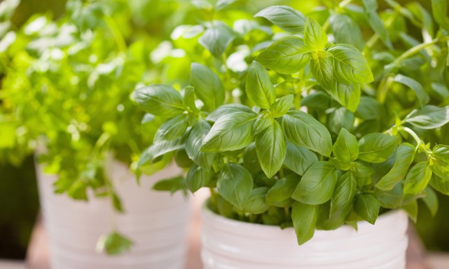 Basil potted plant
