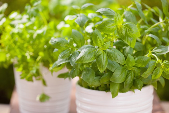 basil potted plant