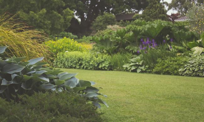 Assorted plants with trees In the backyard