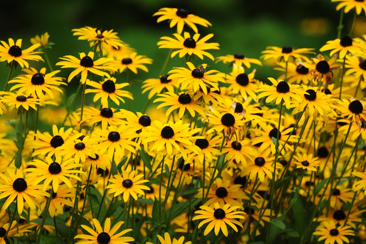 A field of black-eyed Susans