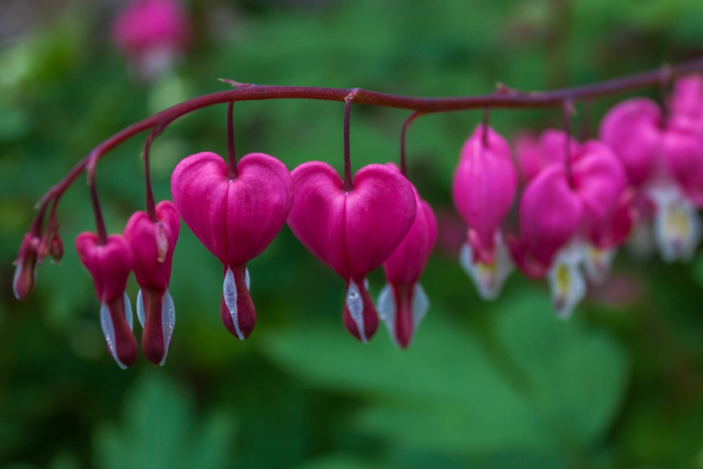 A branch of pink bleeding heart flowers