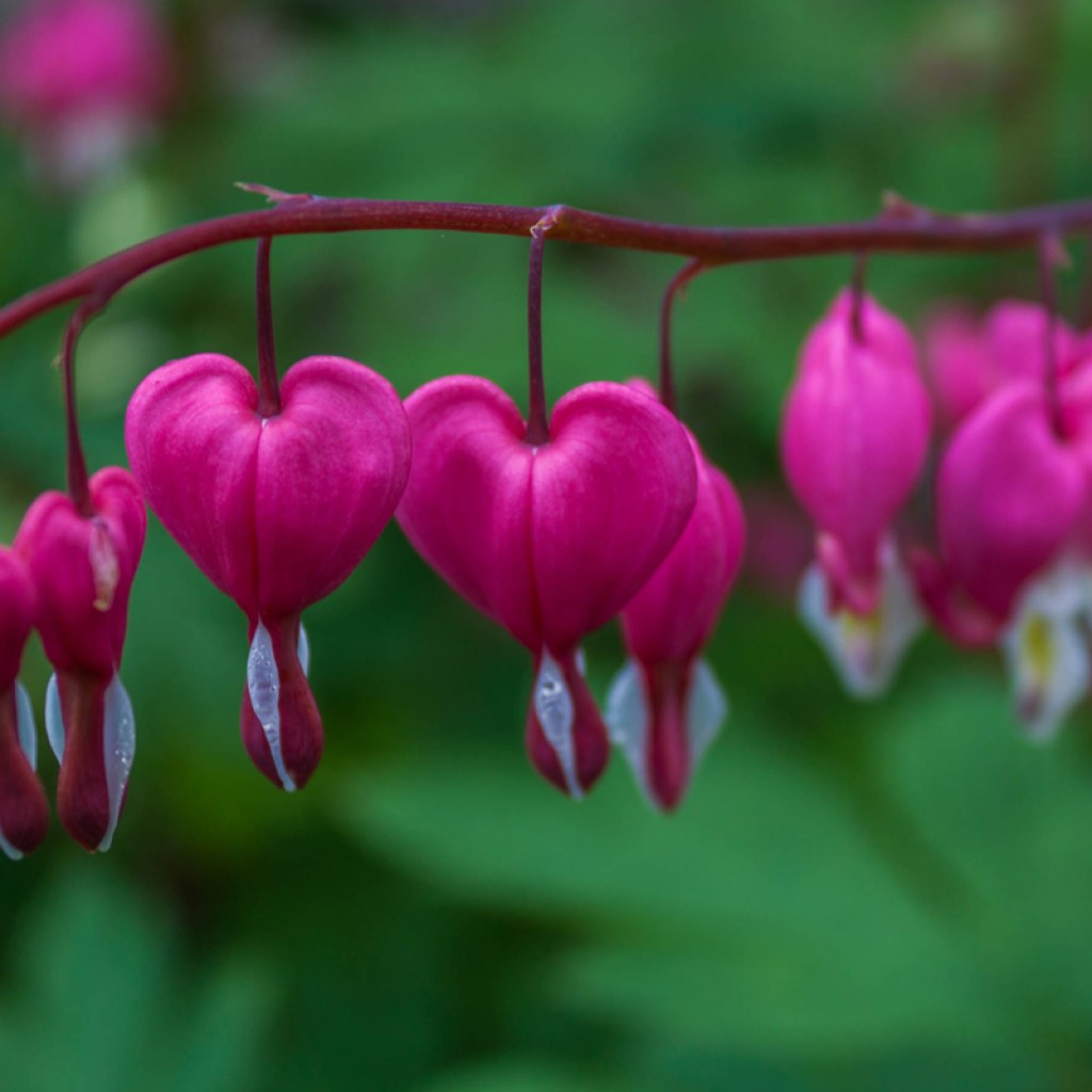A branch of bleeding hearts