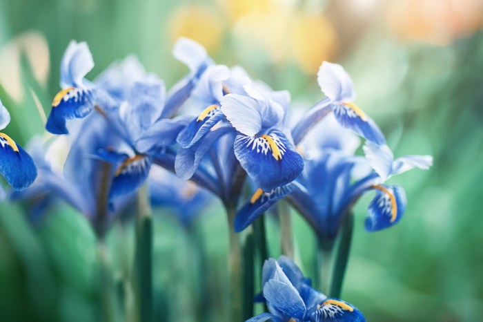 A cluster of blue irises