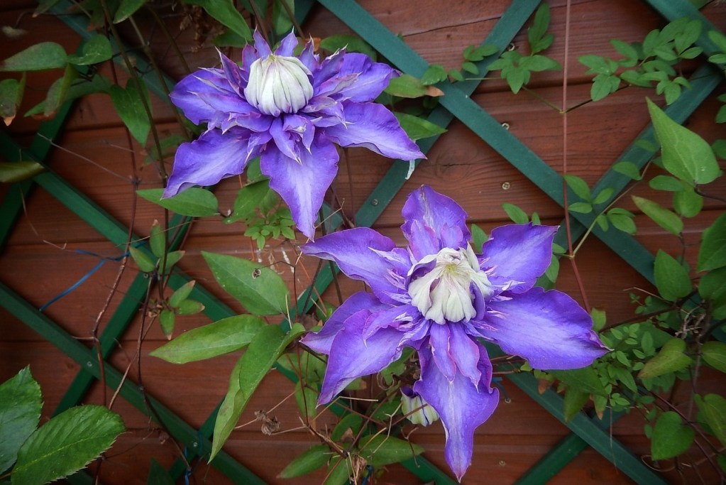 Large purple clematis flowers growing on a green metal trellis