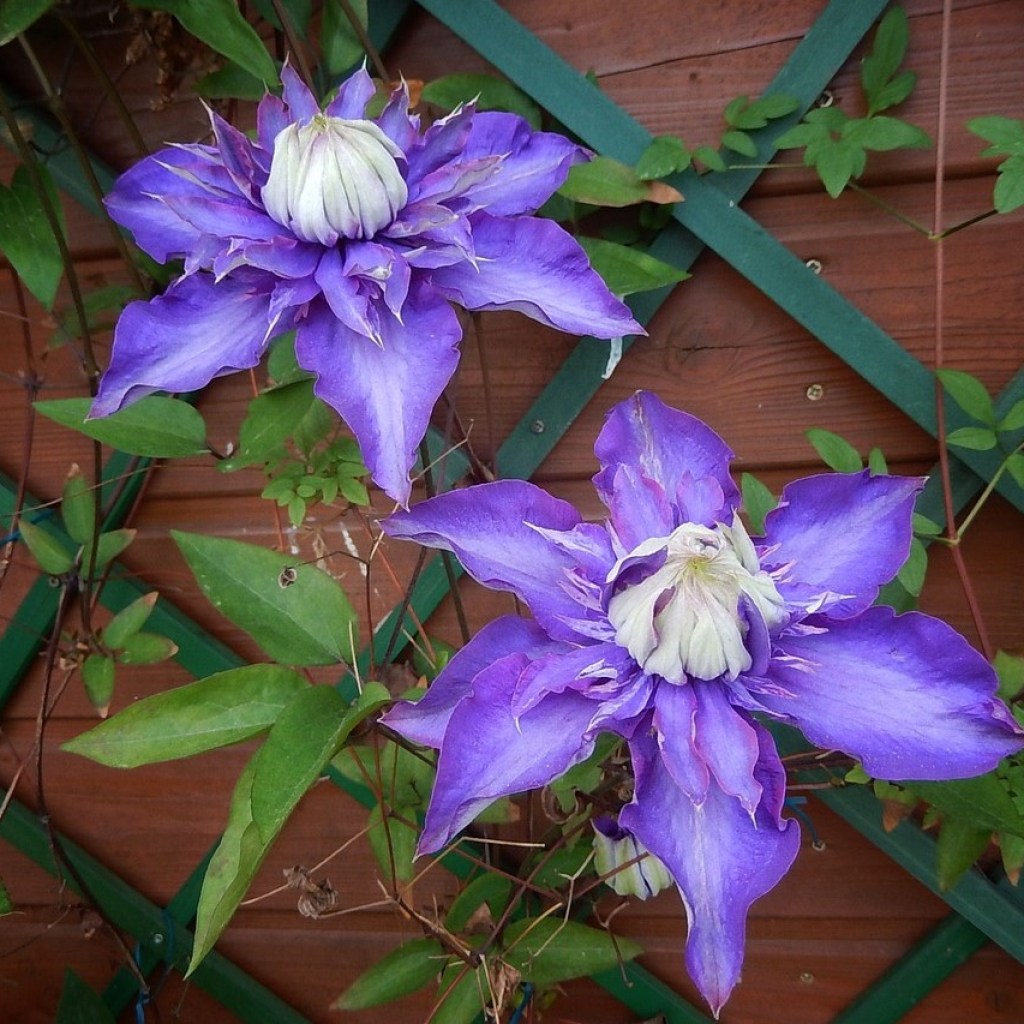 Large purple clematis flowers growing on a green metal trellis