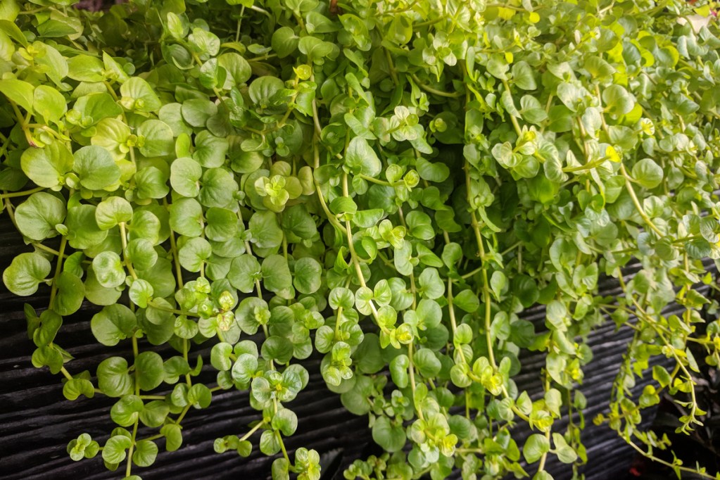 Creeping jenny