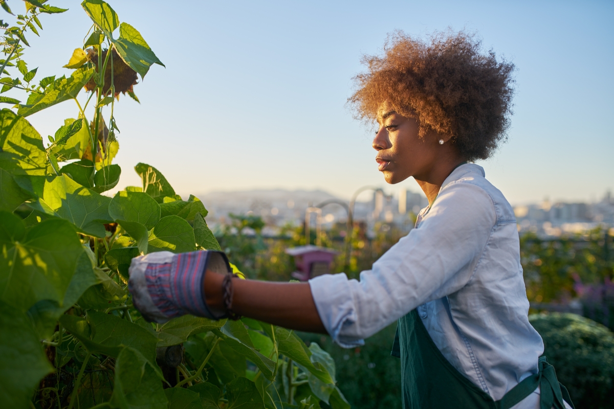A woman inspecting and harvesting crops