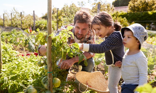 Father showing children the tomato plant in their garden