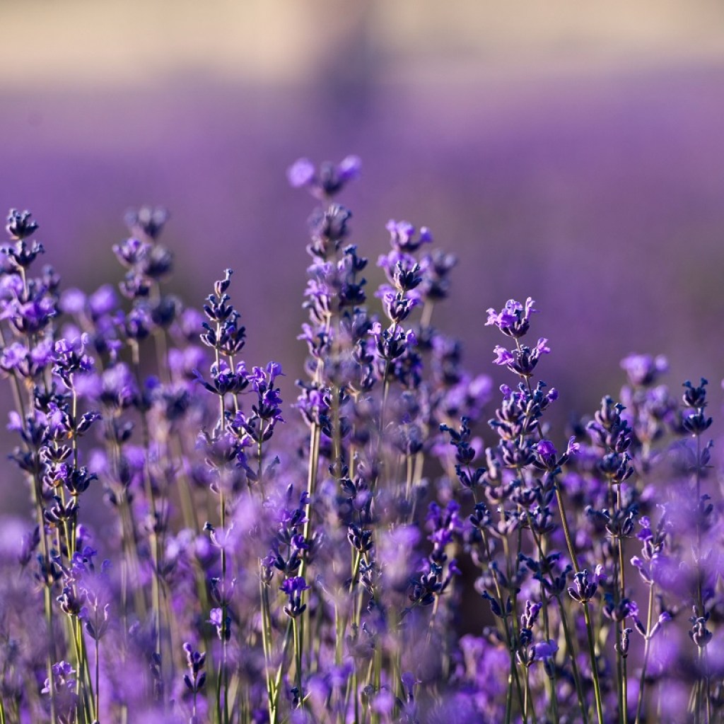 A field of lavender flowers