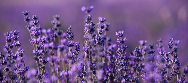 A field of lavender flowers