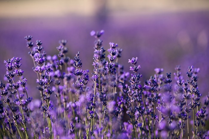 A field of lavender flowers
