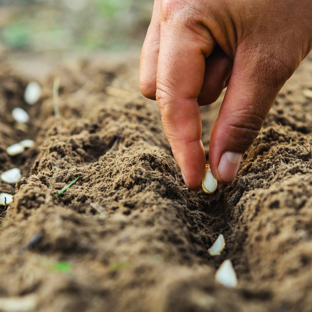Close-up of a hand planting seeds